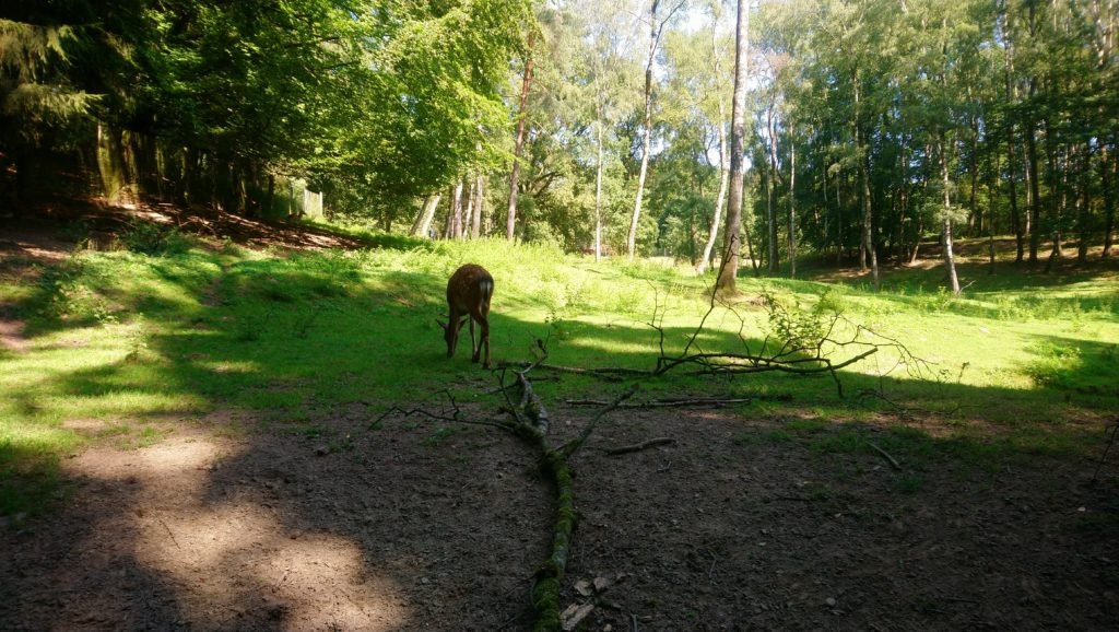 Wildpark Schwarze Berge