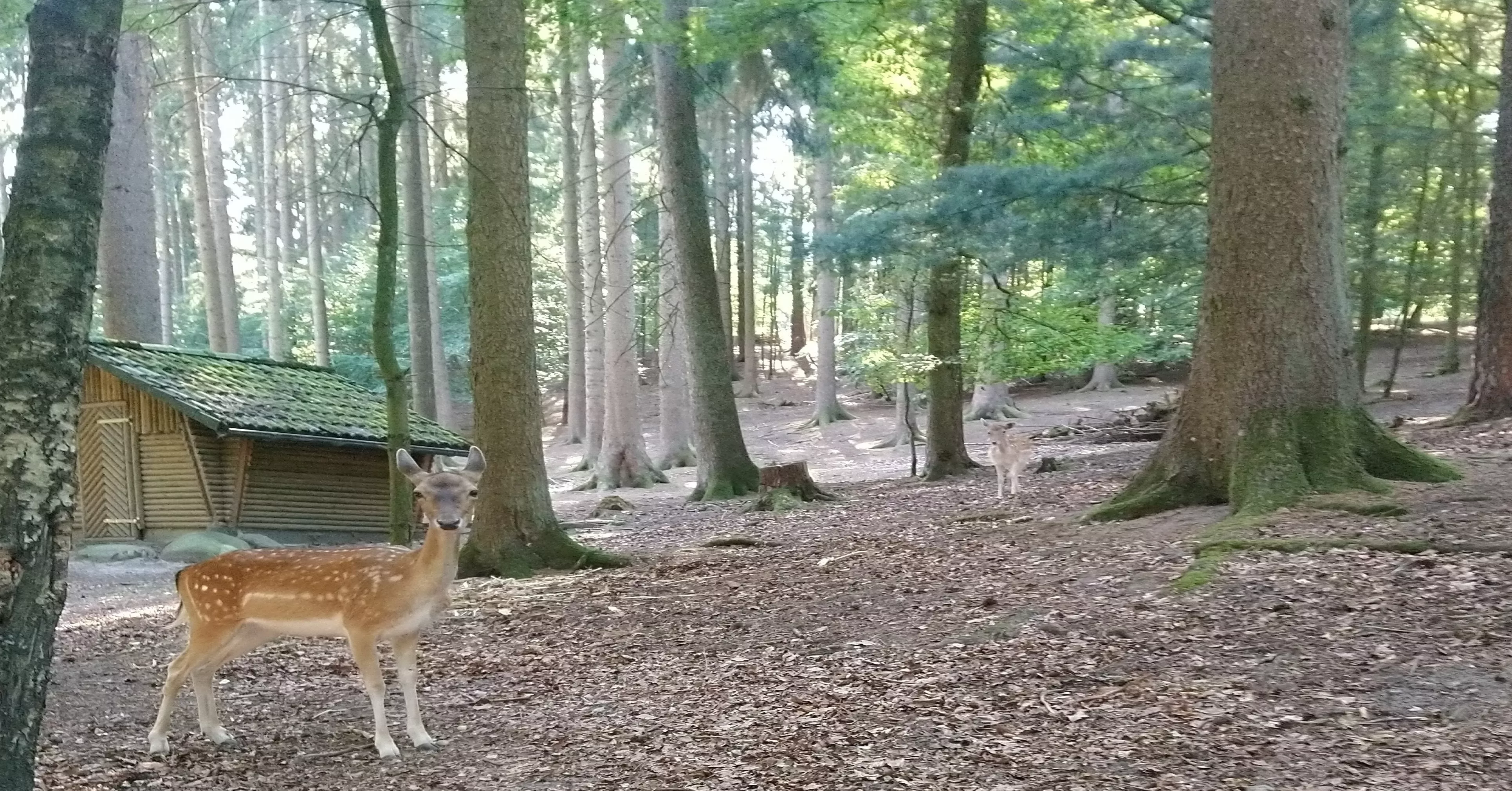 Wildpark Schwarze Berge