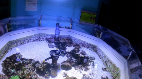 Eins der Becken im Meereszentrum Fehmarn