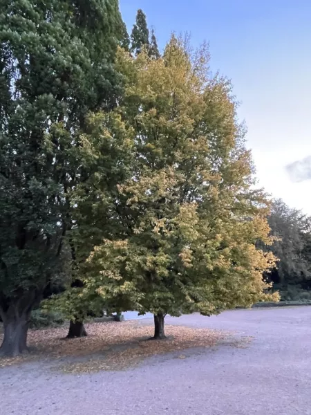 Herbst in Hamburg