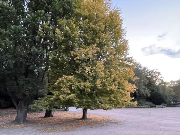 Herbst in Hamburg