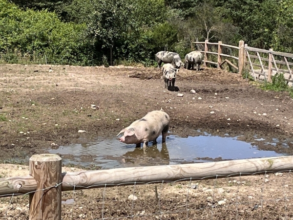 Landhof zum Dorfkrug - Schweine