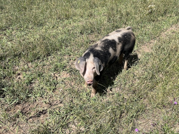 Landhof zum Dorfkrug - Schweine