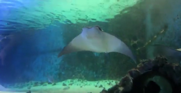 Rochen im Meereszentrum Fehmarn