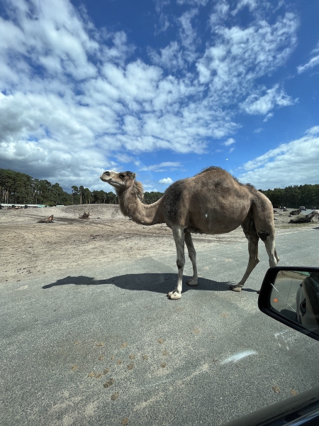 Serengeti Park Hodenhagen