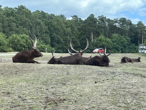 Serengeti Park Hodenhagen