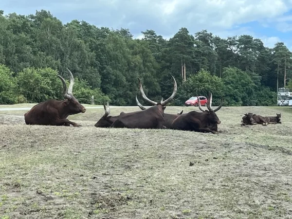 Serengeti Park Hodenhagen