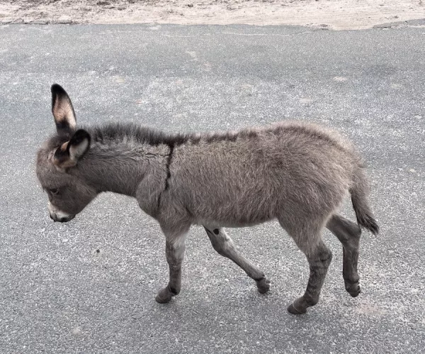 Serengeti Park Hodenhagen