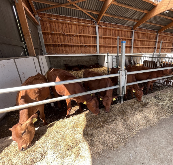 Landhof zum Dorfkrug - Kühe