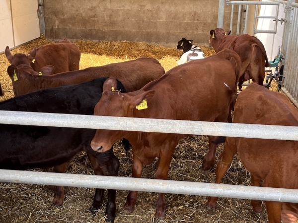 Landhof zum Dorfkrug - Kälbchen