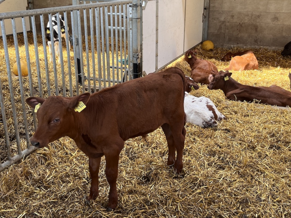 Landhof zum Dorfkrug - Kälber