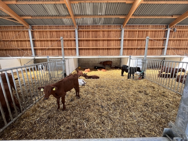 Landhof zum Dorfkrug - Kuhaufzucht