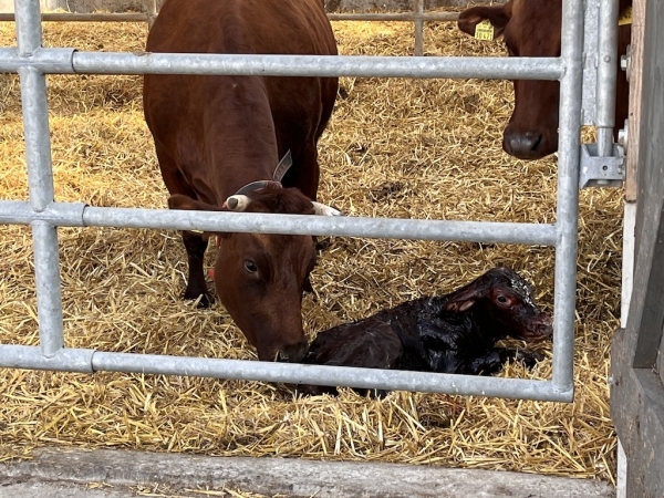 Landhof zum Dorfkrug - Kälbchen