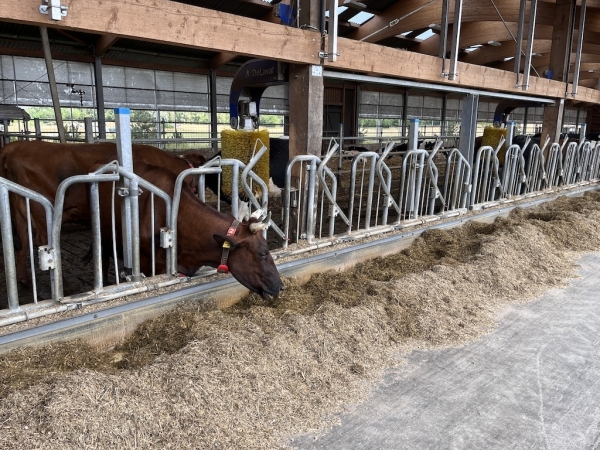 Landhof zum Dorfkrug - Milchkühe