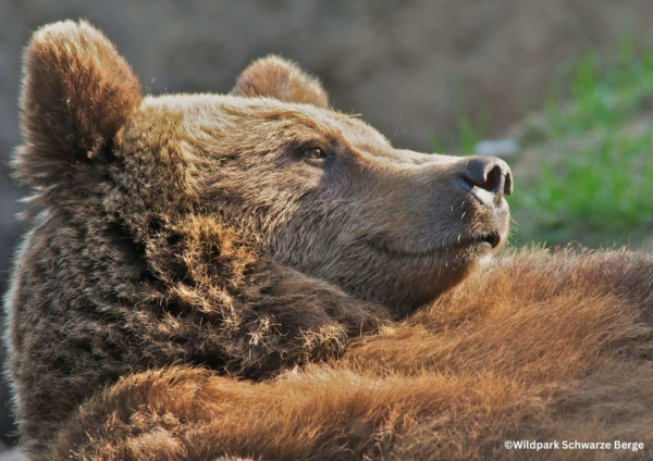 Wildpark Schwarze Berge