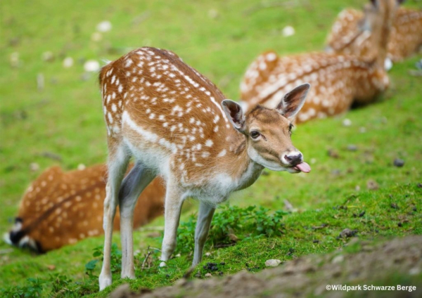 Wildpark Schwarze Berge