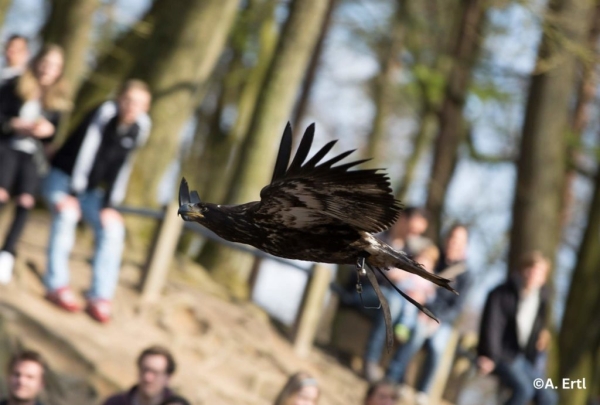 Wildpark Schwarze Berge