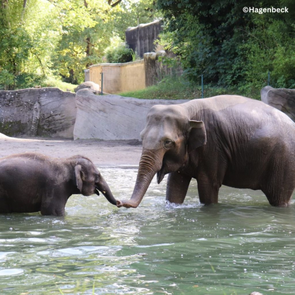 Tierpark Hagenbeck