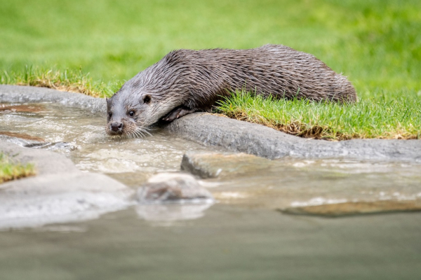 Neues Zuhause für Familie Otter im Wildpark Lüneburger Heide