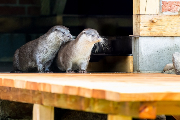 Neues Zuhause für Familie Otter im Wildpark Lüneburger Heide