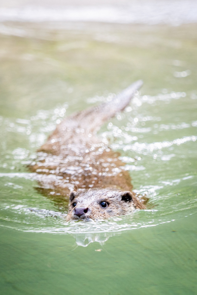 Neues Zuhause für Familie Otter im Wildpark Lüneburger Heide