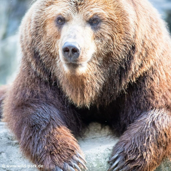Der Wildpark Lüneburger Heide