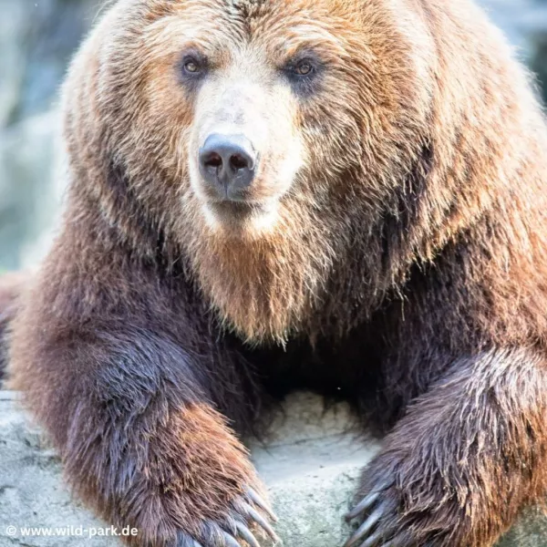 Der Wildpark Lüneburger Heide