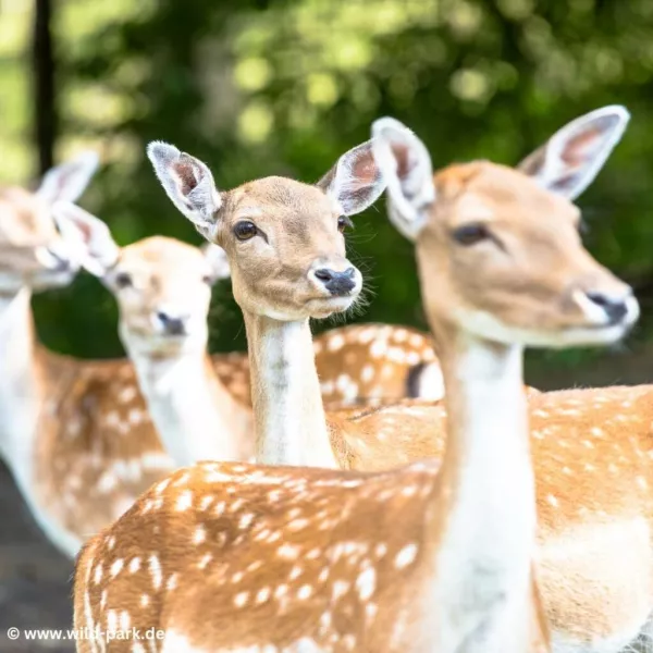 Der Wildpark Lüneburger Heide