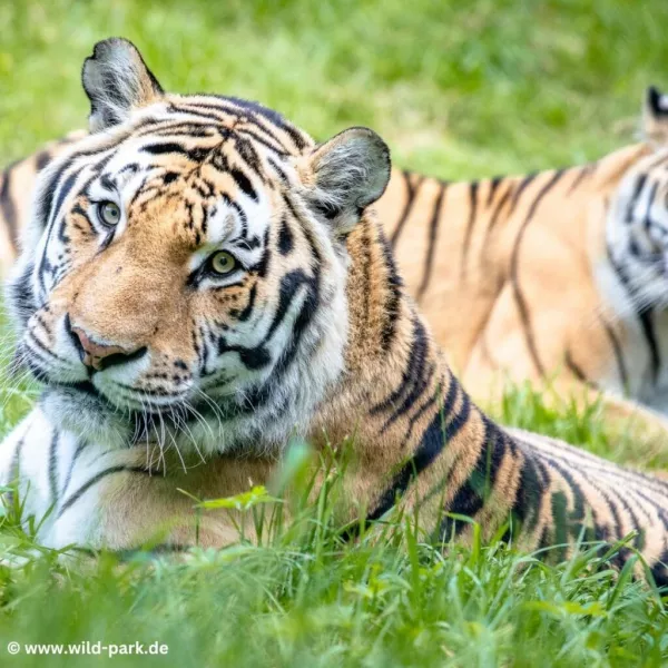 Der Wildpark Lüneburger Heide