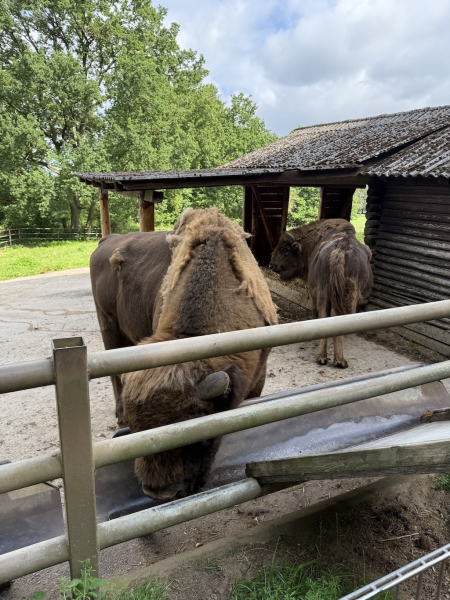 Wildpark Lüneburger Heide