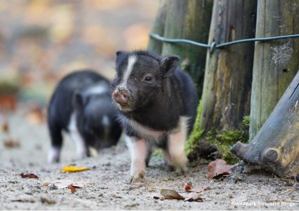Wildpark Schwarze Berge